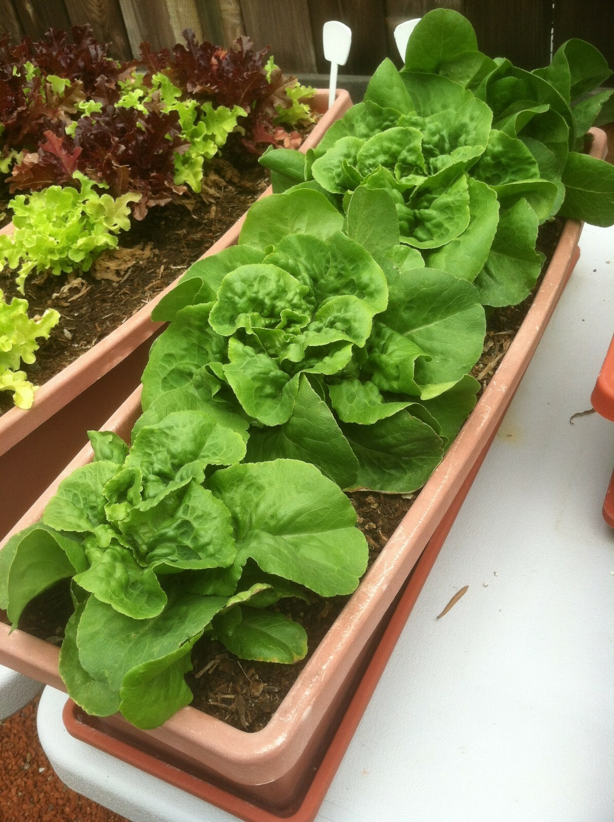 .5g/500+ Buttercrunch/Butterhead Fresh Lettuce Seeds NON-GMO-Delicate Texture