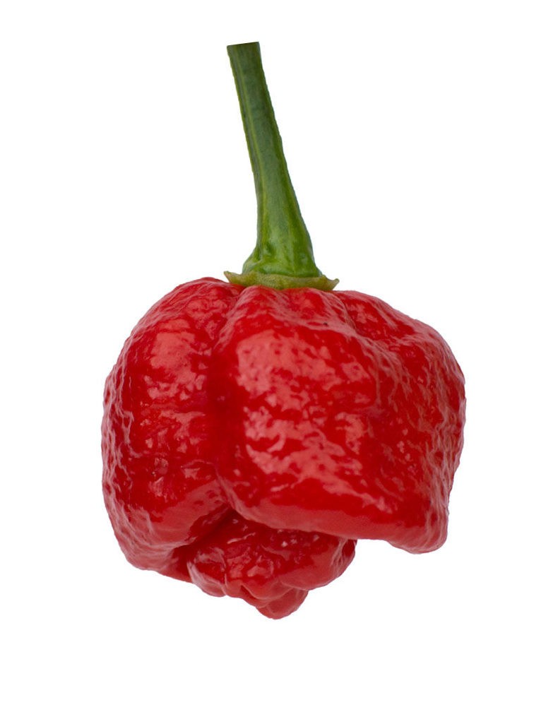 Trinidad Moruga Scorpion Super EXTREMELY HOT PEPPER!!! 10 Seeds Free Shipping!