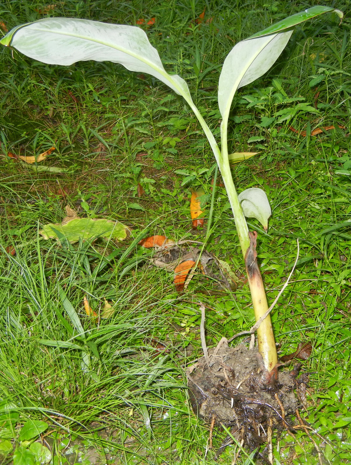 6 Shade Quick Plantation Plantain Banana Fruit Tree like Saba get 20 ft tall