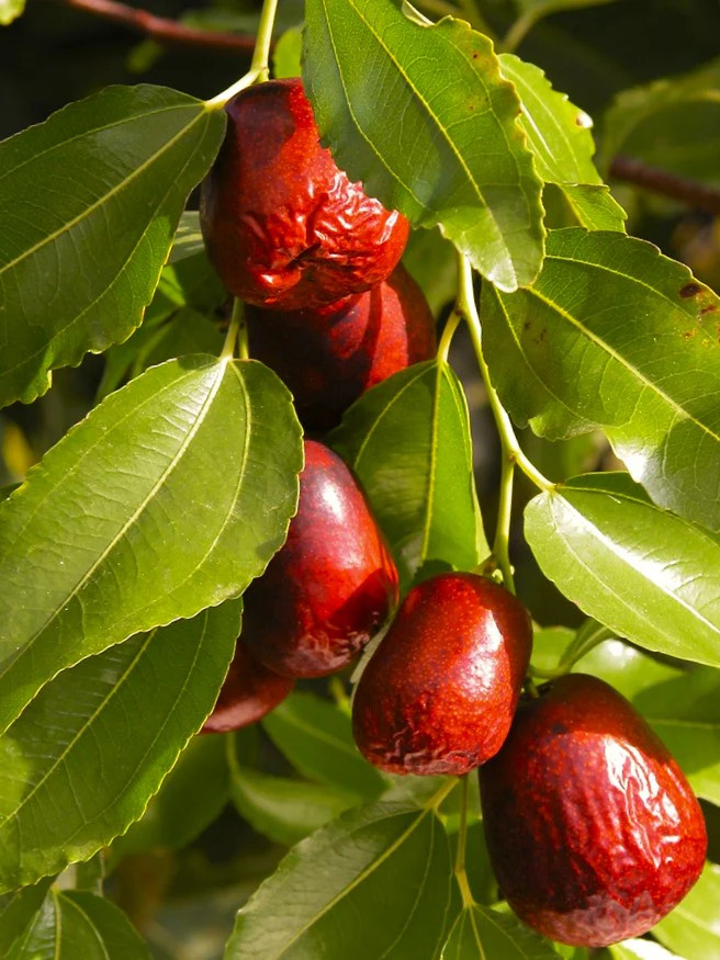 Jujube Tree Seeds (Chinese Red Date) | 紅棗 Ziziphus Jujuba Ber Hong Zao Seed 2025