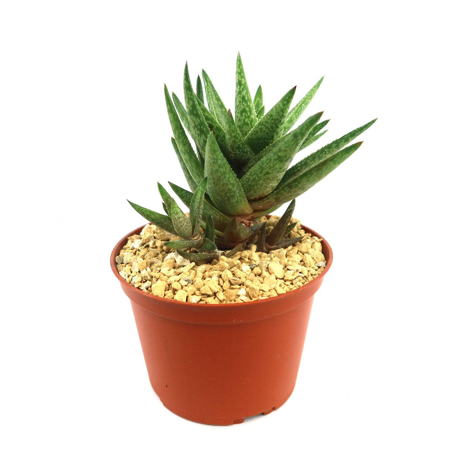 Gasteraloe ” Green Gold ” cactus Cacti Succulent real live plant
