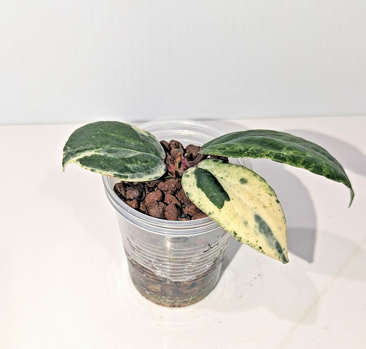 Very Rare Hoya Swiffer’s Nightmare * Collector Hoya Plant #1