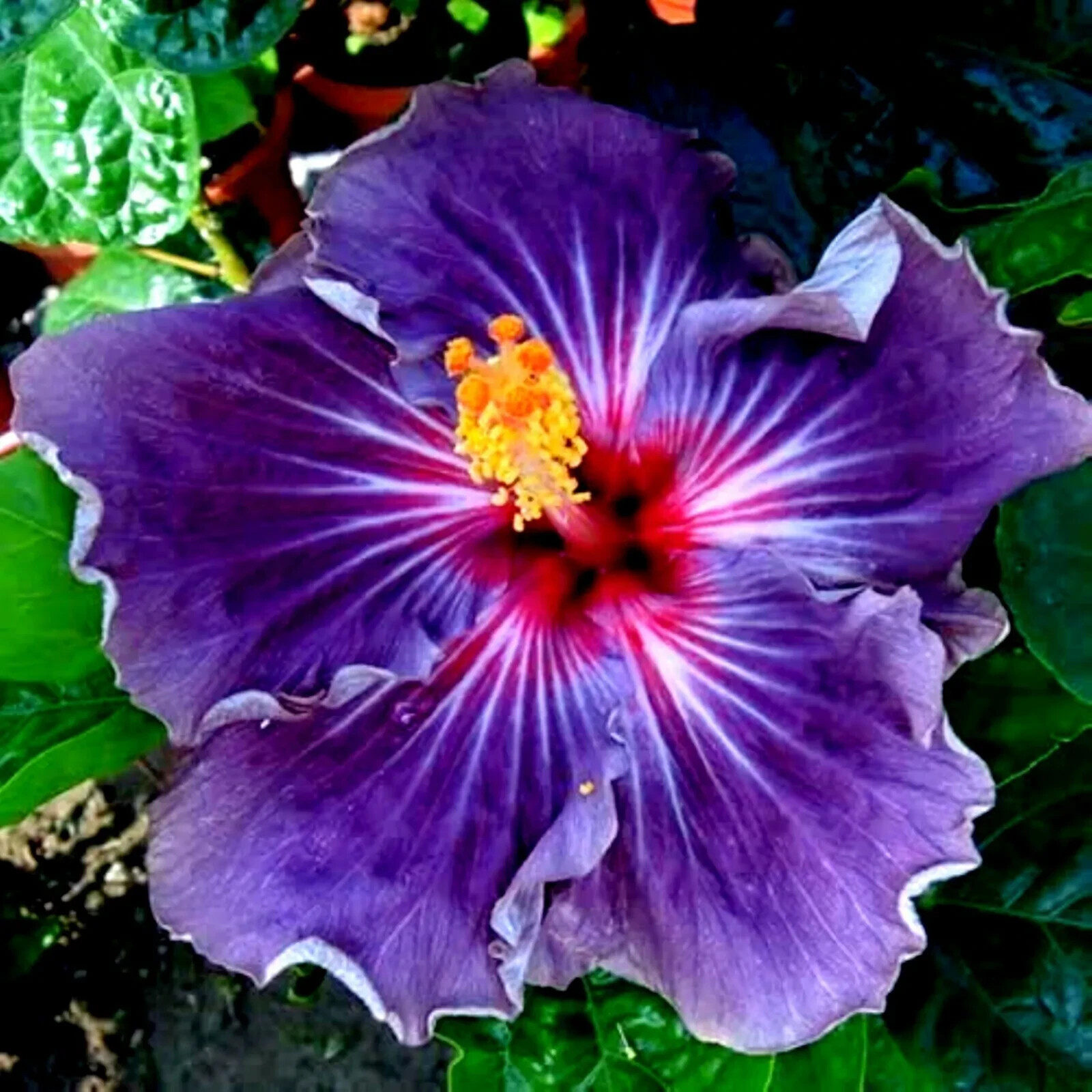 🌺🌺 MADAGASCAR hibiscus MOSCHEUTOS mallow Malvaceae STARTER Live PLANT US ship