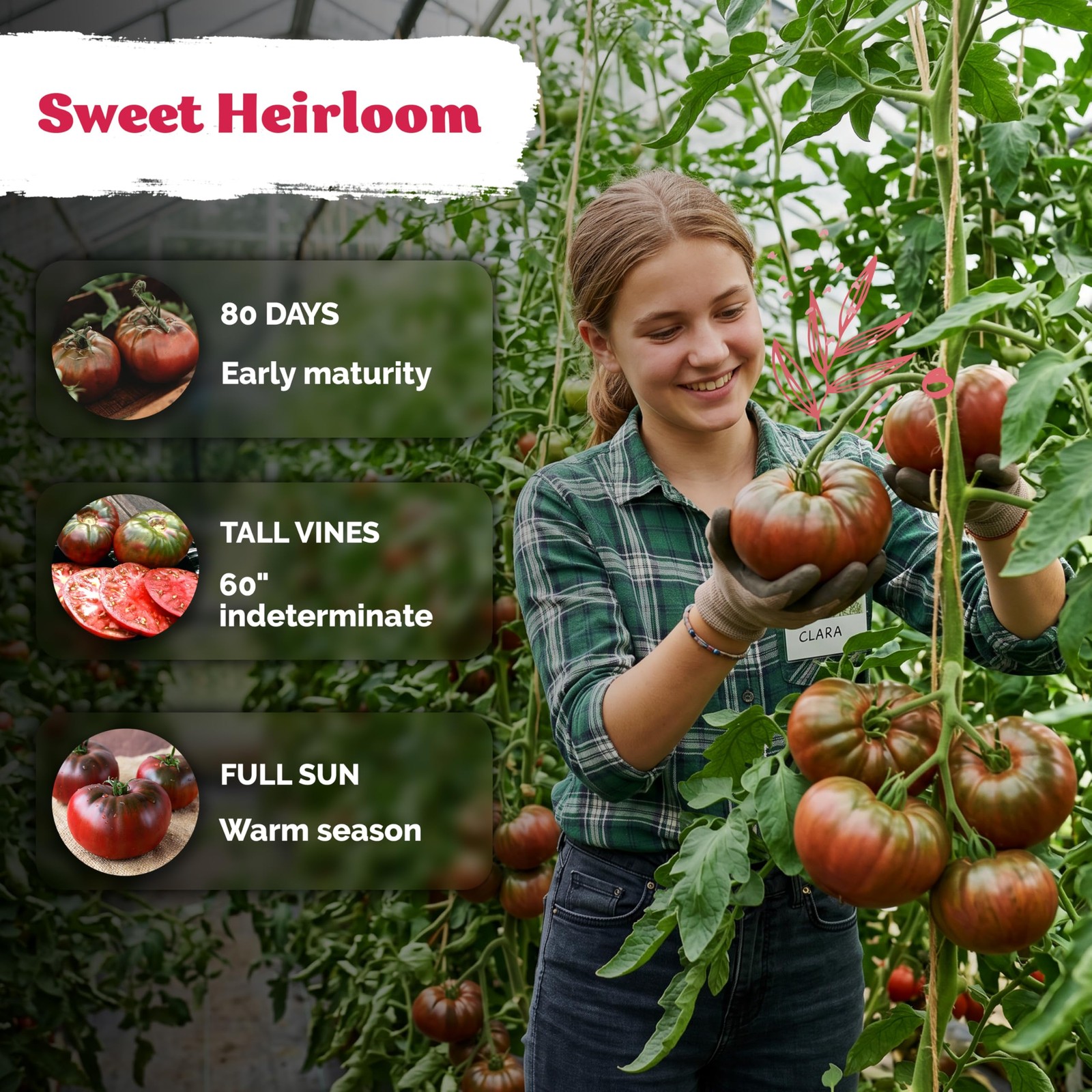 KVITER 75 Cherokee Purple Tomato Seeds (Lycopersicon Esculentum)