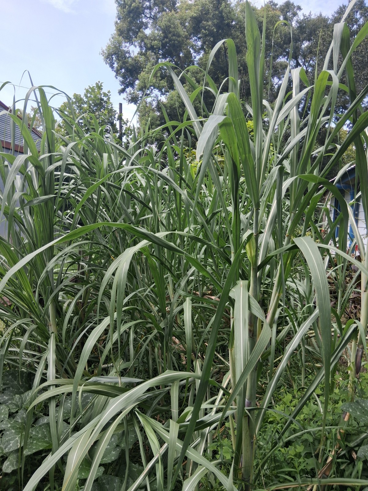 *LOUISIANA HEIRLOOM PURPLE SUGARCANE SYRUP TWO CUTTINGS FRESH! FREE SHIPPING*