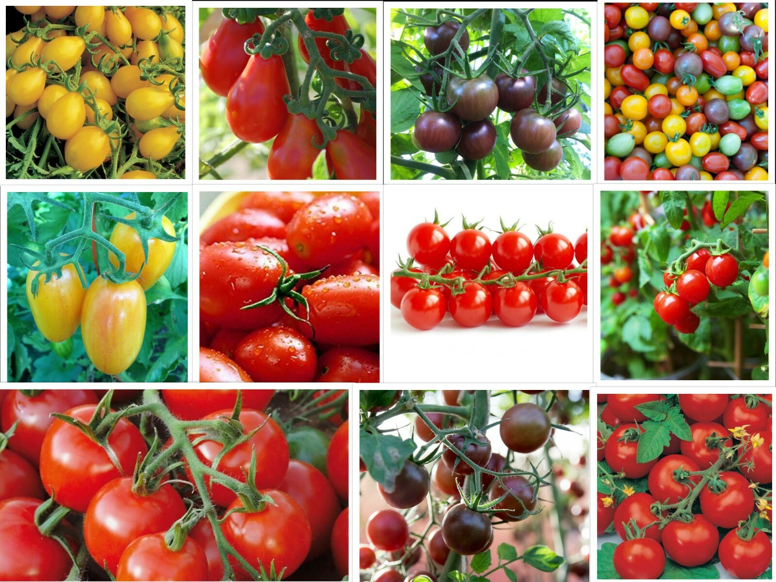 Cherry Tomatoes, Small Tomatoes, Rare Tomatoes, Several Varieties to Choose From