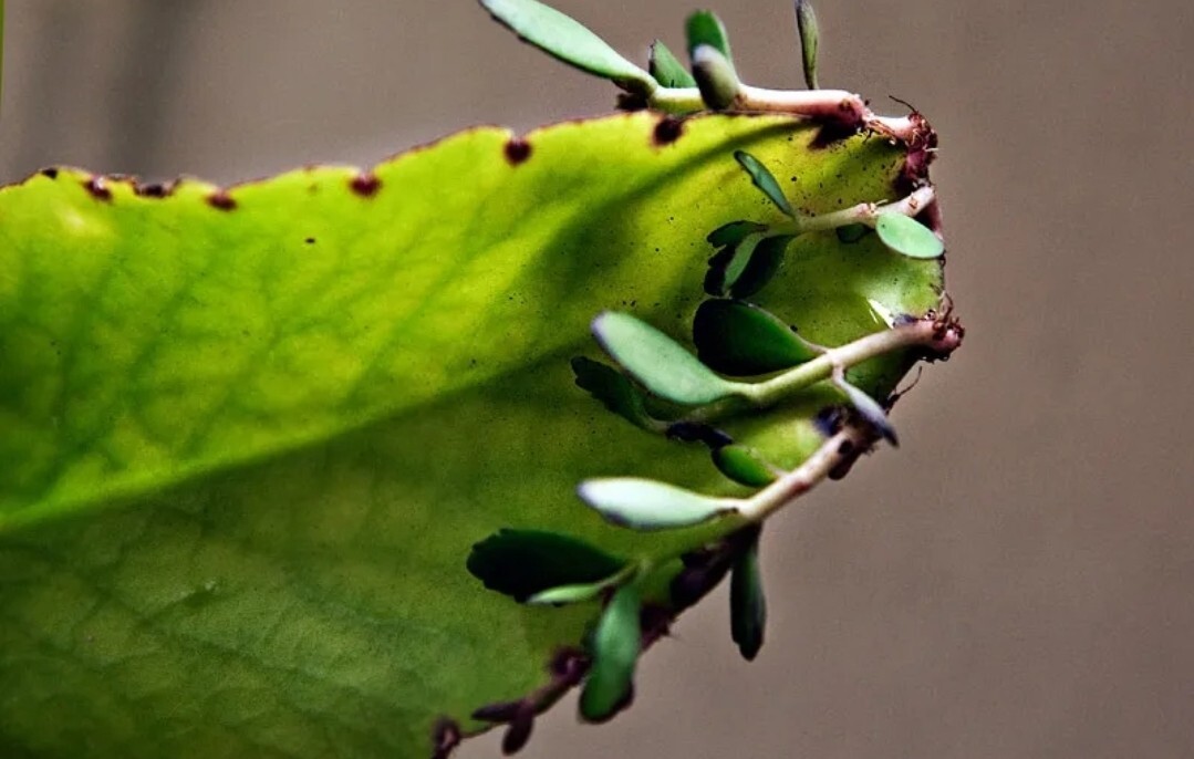 RARE KALANCHOE PINNATA miracle leaf air plants Bryophyllum Pinnatum 4″ plant