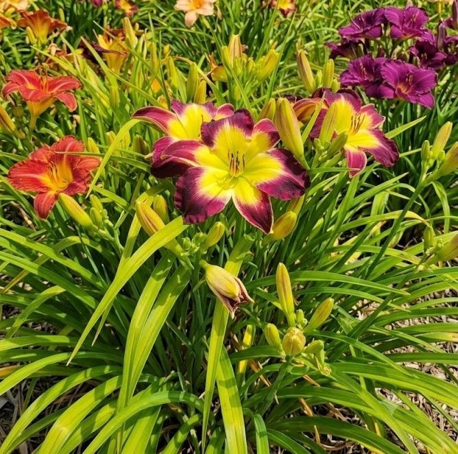 Daylily ‘Laura Harwood’ Vivid Deep Purple 7″ Fragrant Blooms, 23″ Flower Scapes