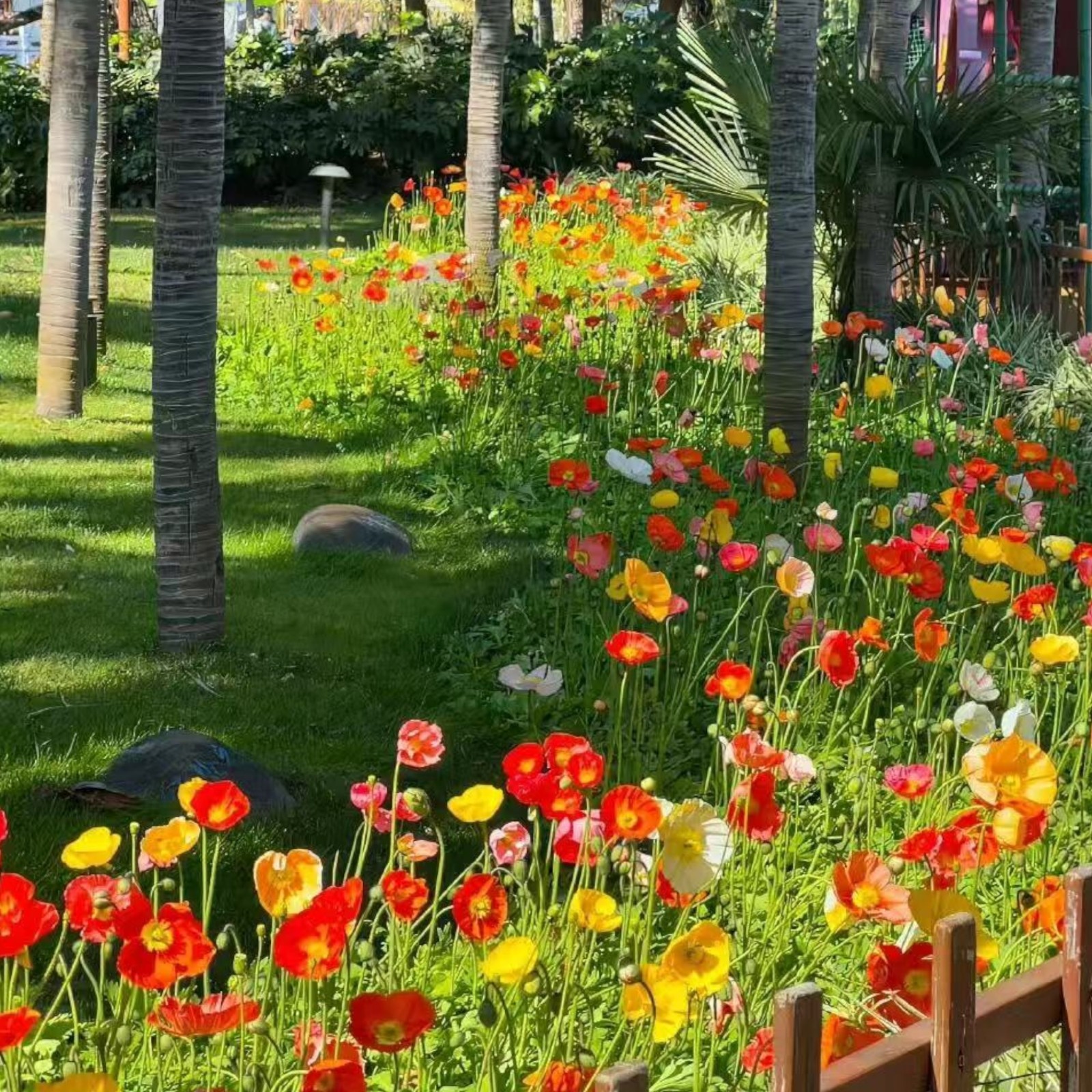 1000 Iceland Poppy Seeds – Papaver nudicaule Mixed Colors Flower for Zones 2–8