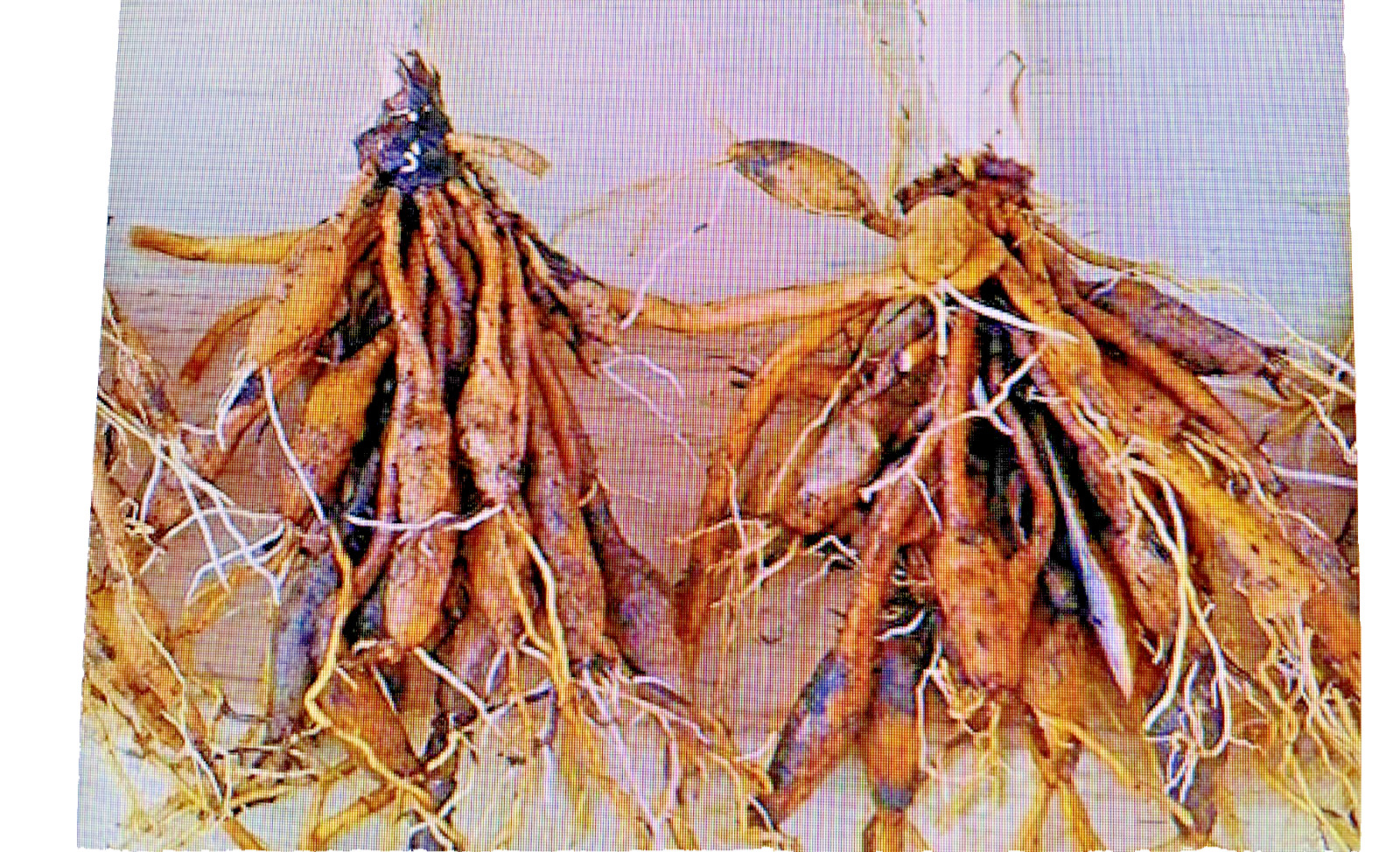 15 Orange Daylily Bulbs Bare Root Ditch Lily Hardy Perennial Outdoor Flowers