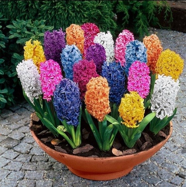 Unique Flowers