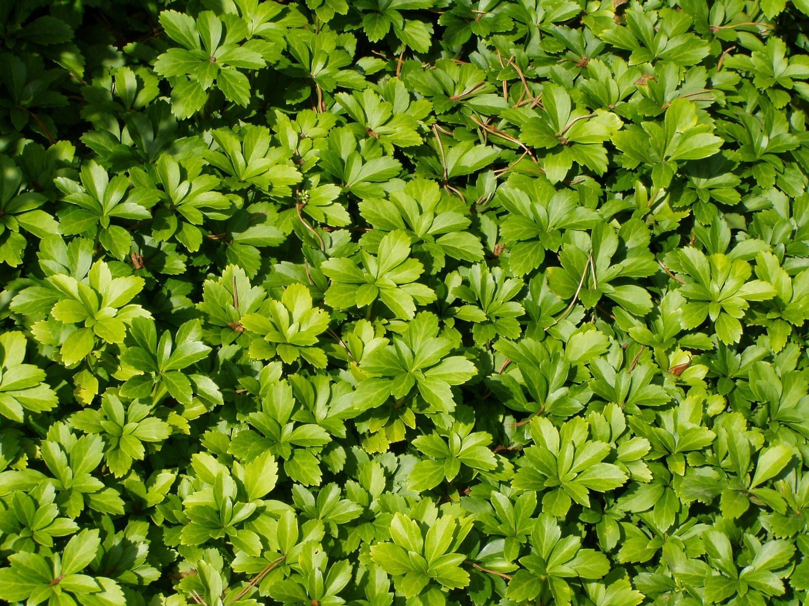 Pachysandra Spurge 60 Bare Root Plants