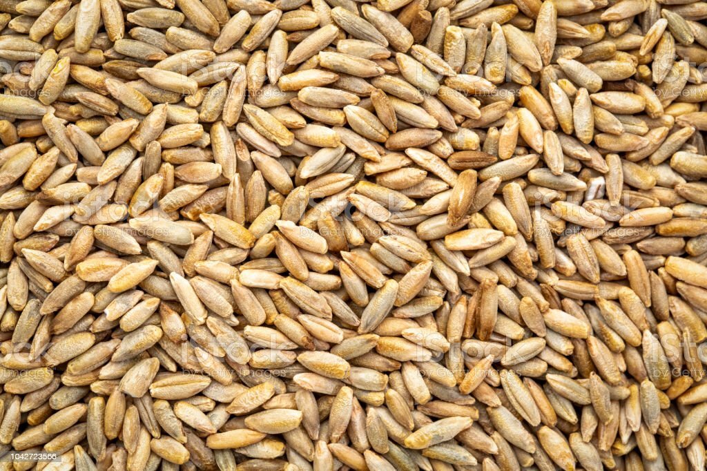 10 POUND WINTER RYE CEREAL GRAIN RYE BERRIES GREEN MANURE