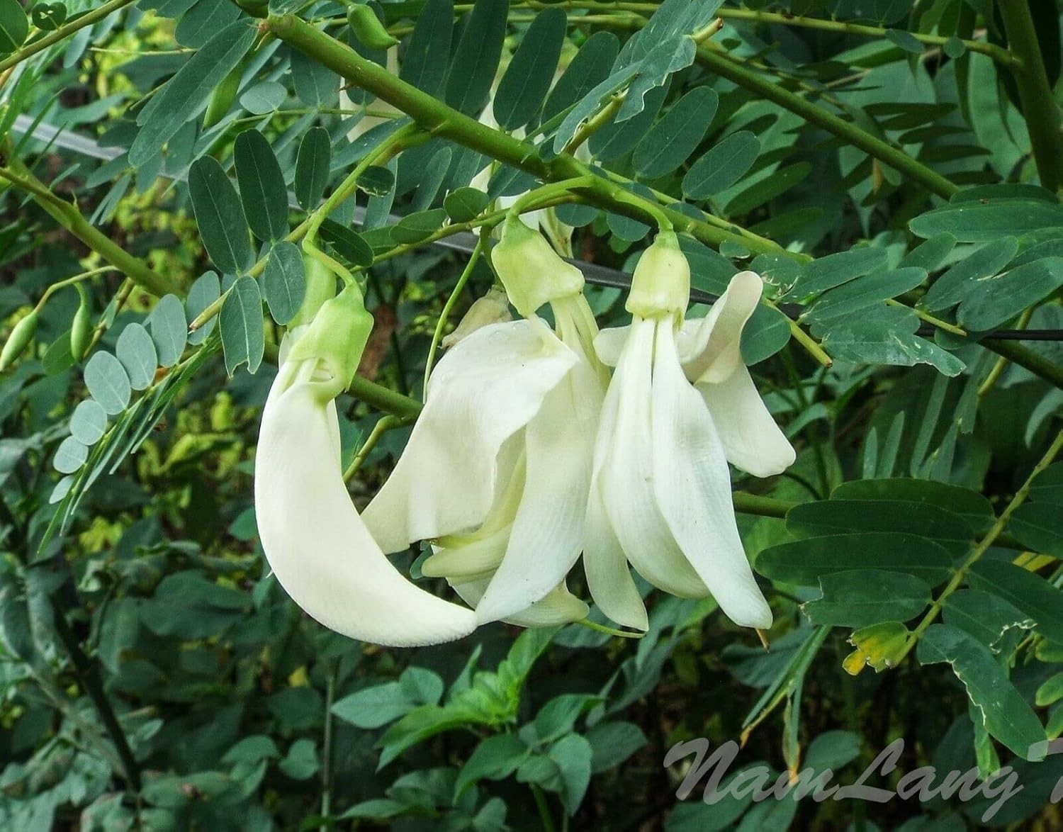 15 White Hummingbird Tree Seeds Sesbania grandiflora Edible Fast Growing