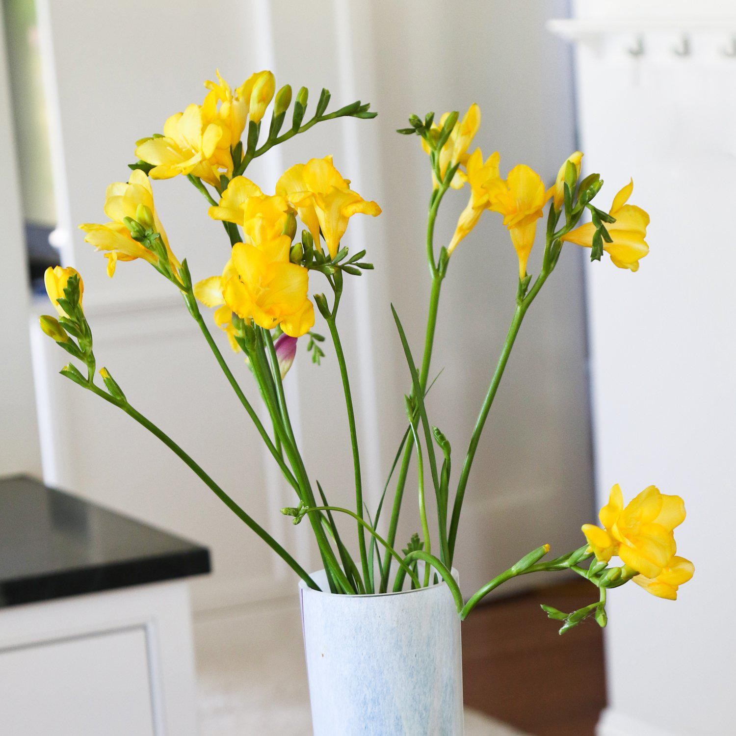 Freesia Single Yellow 15 Plant Bulbs, Spring Flowers Bloom in Sun