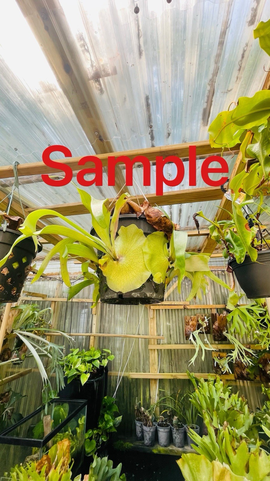 Platycerium Staghorn Fern Pot With Hanging Hook 10 Inch
