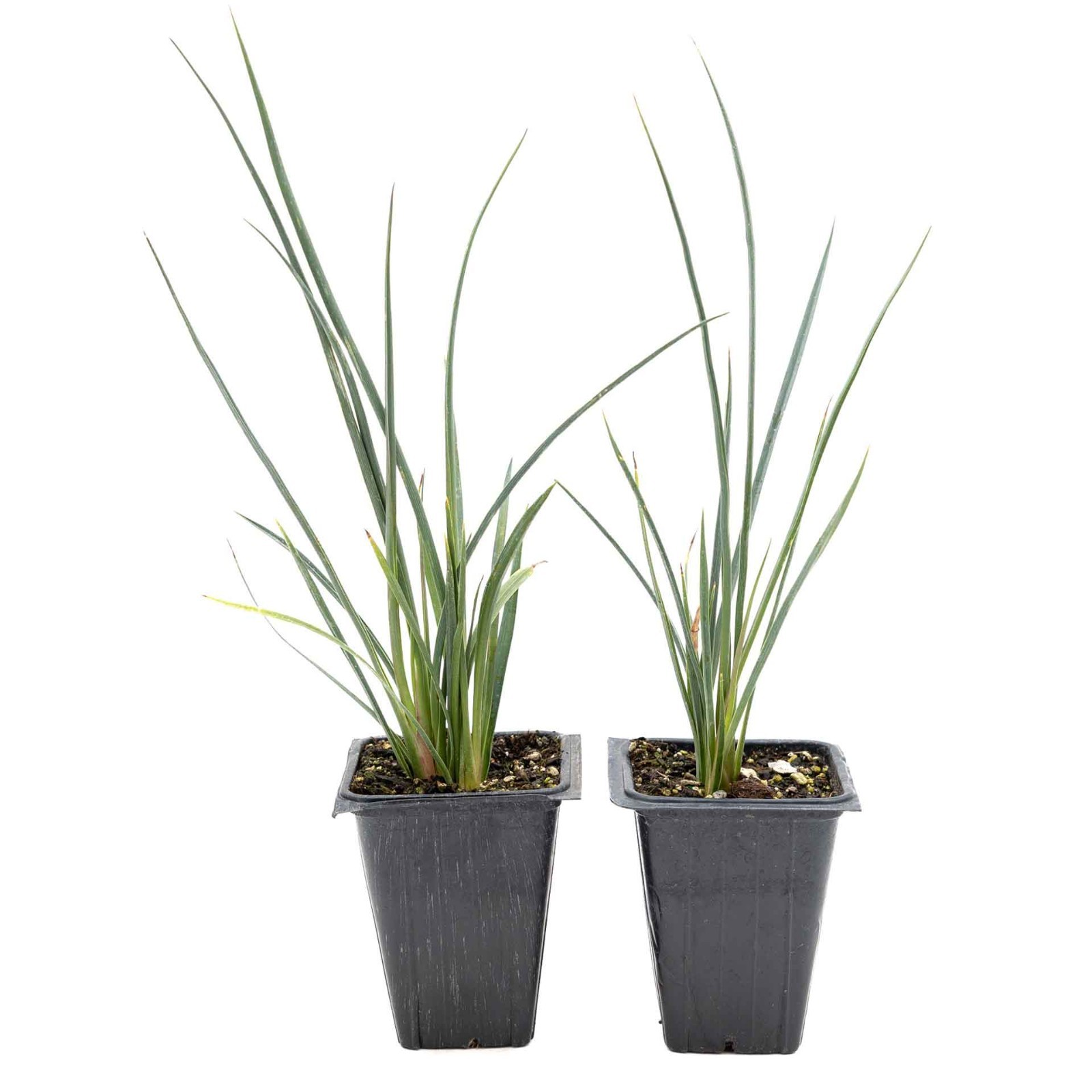 2 Hesperaloe Red Yucca Plants in 3.5″ Cube-Live Evergreen Succulent (parviflora)