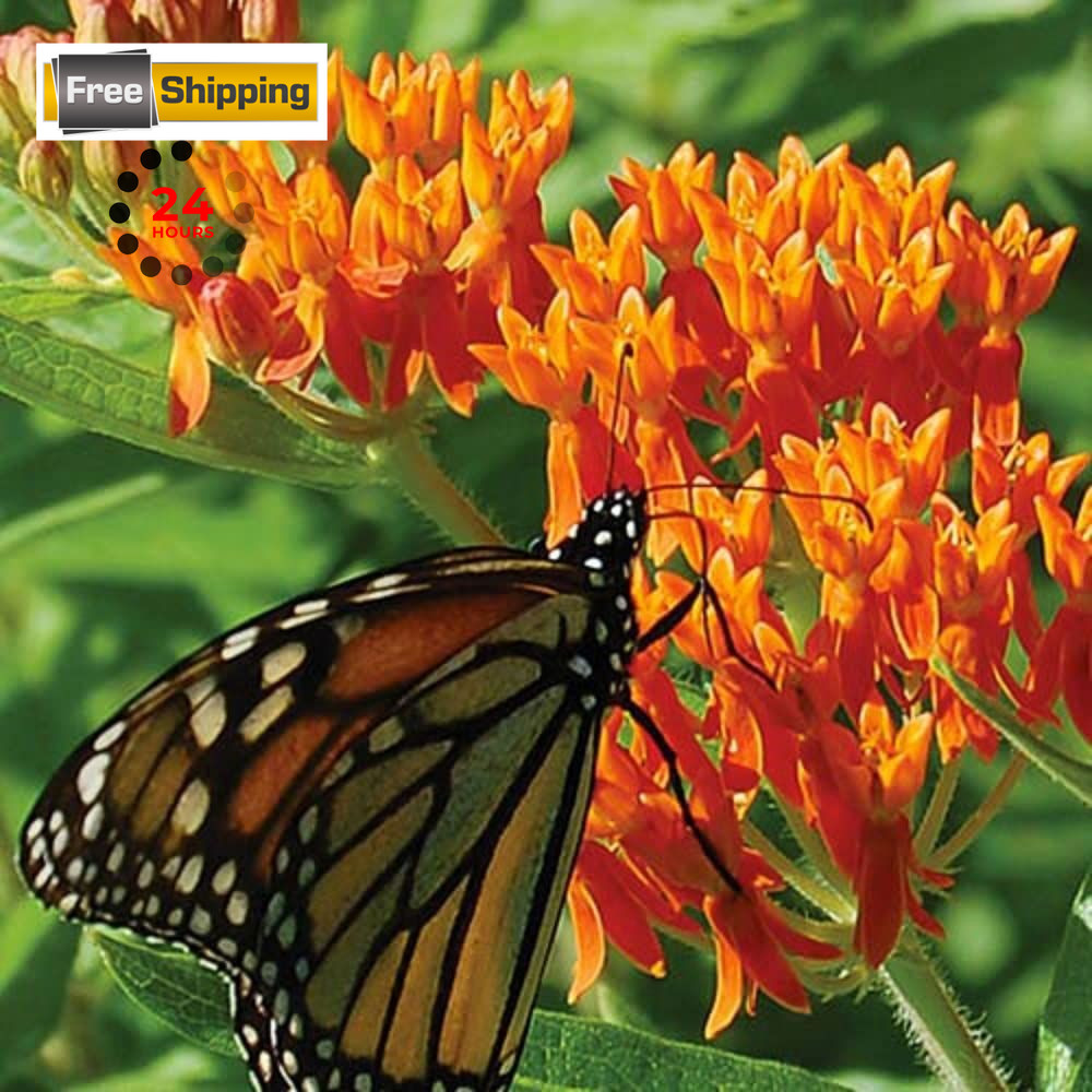 Orange Butterfly Milkweed Flower Seeds (Asclepias Tuberosa), Orange,Yellow