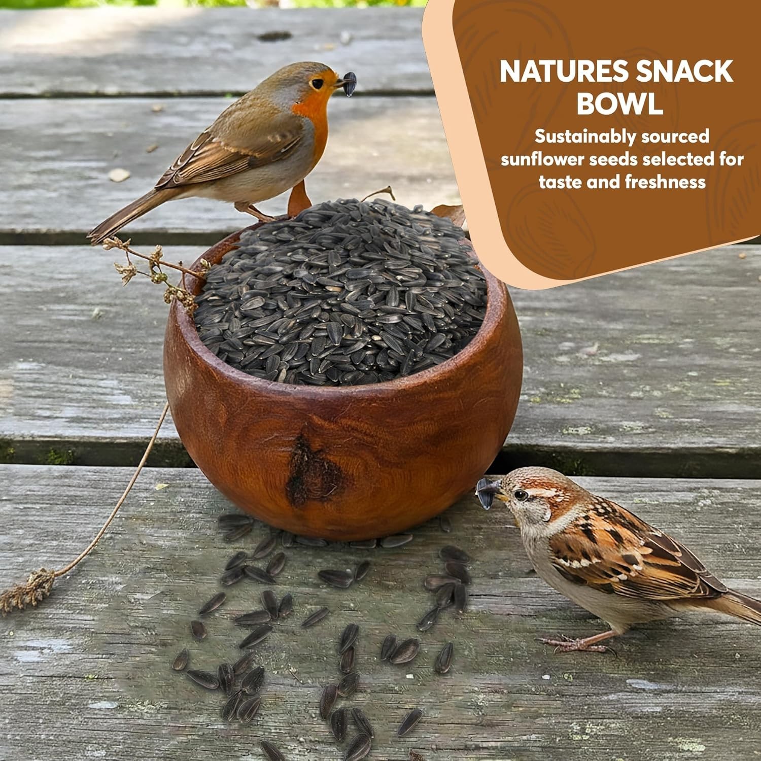3 LB Black Oil Sunflower Seeds for Birds – Wildlife & Bird Food – Grown in …