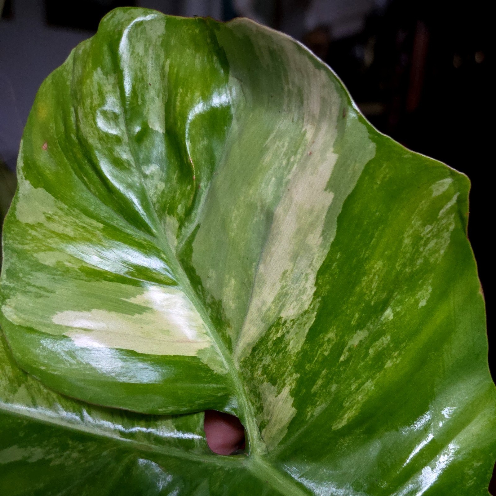 Rare XL Philodendron Florida Beauty X Paraiso Verde 28″ Wide 14″ Leaf Monstera