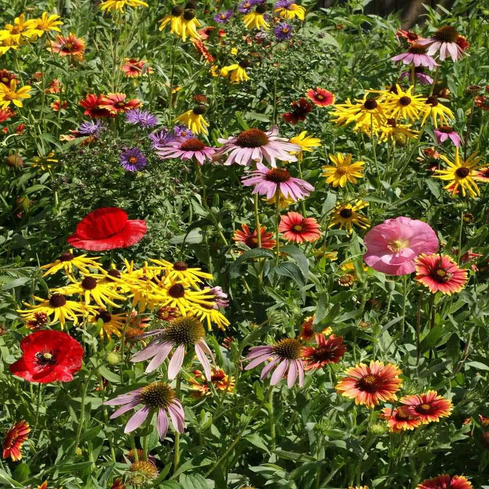 1 LB Midwest wildflower seed mix from Outsidepride.