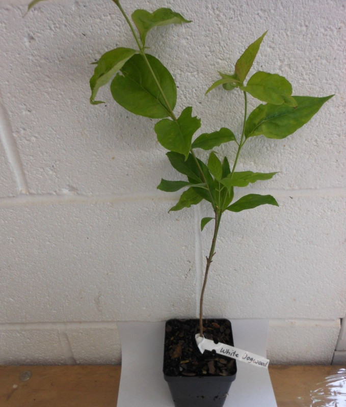 Live White Flowering Dogwood Plant – Quart Pot – No Ship to AK, HI & P.R.