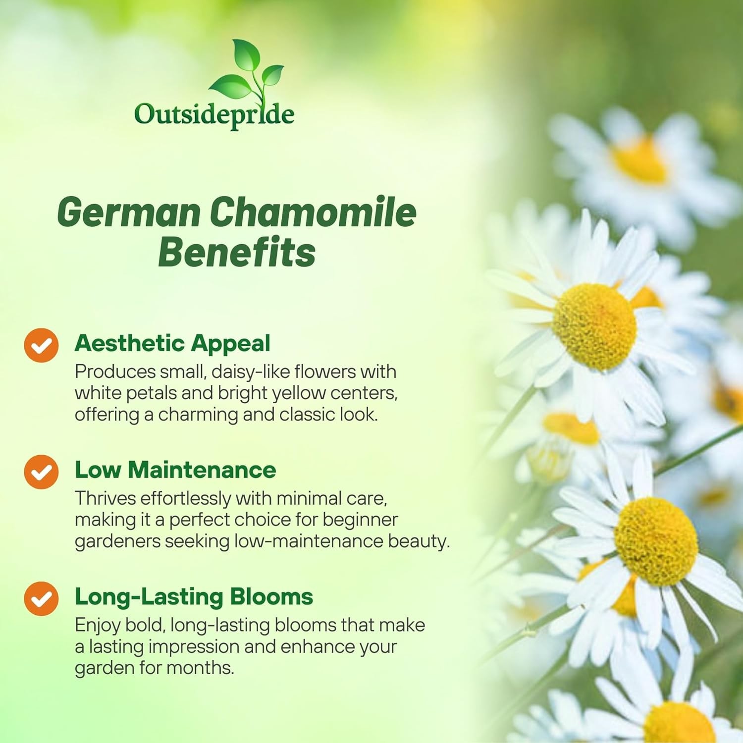 5000 Seeds Chamomile Seeds – German Chamomile Herb Seed