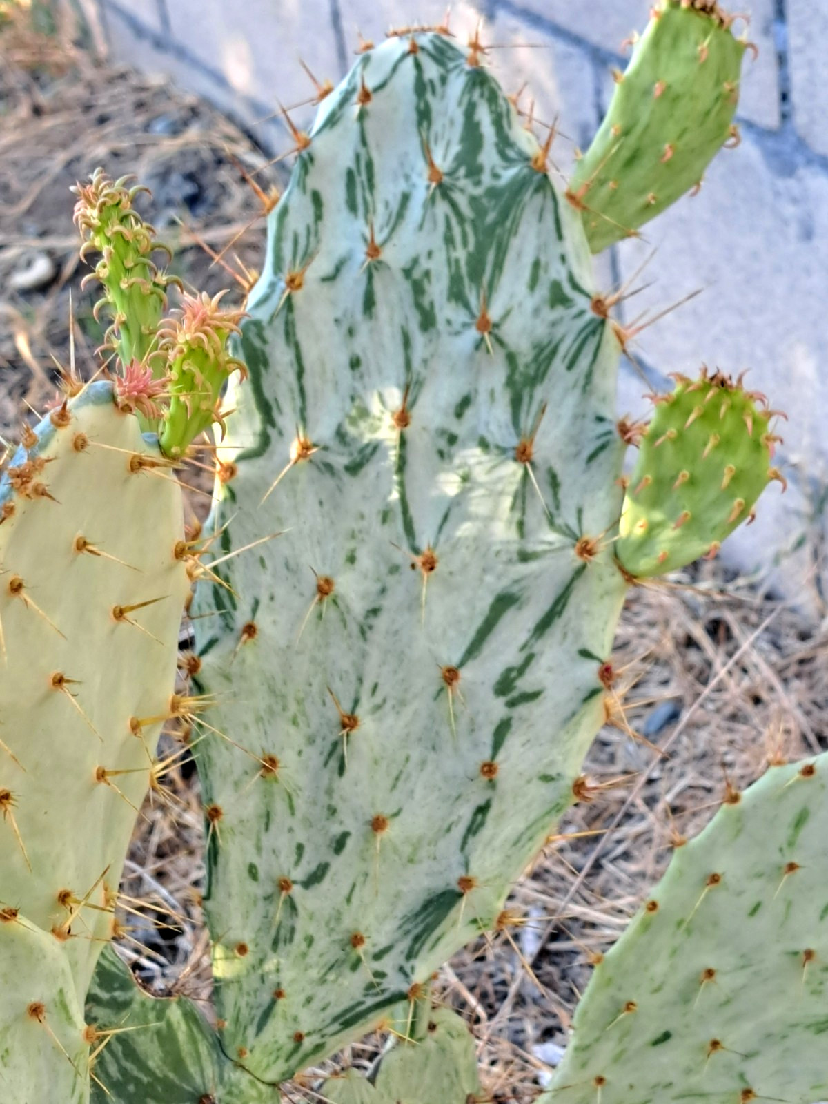 Opuntia Elatior Variegated Cactus Unrooted Cutting