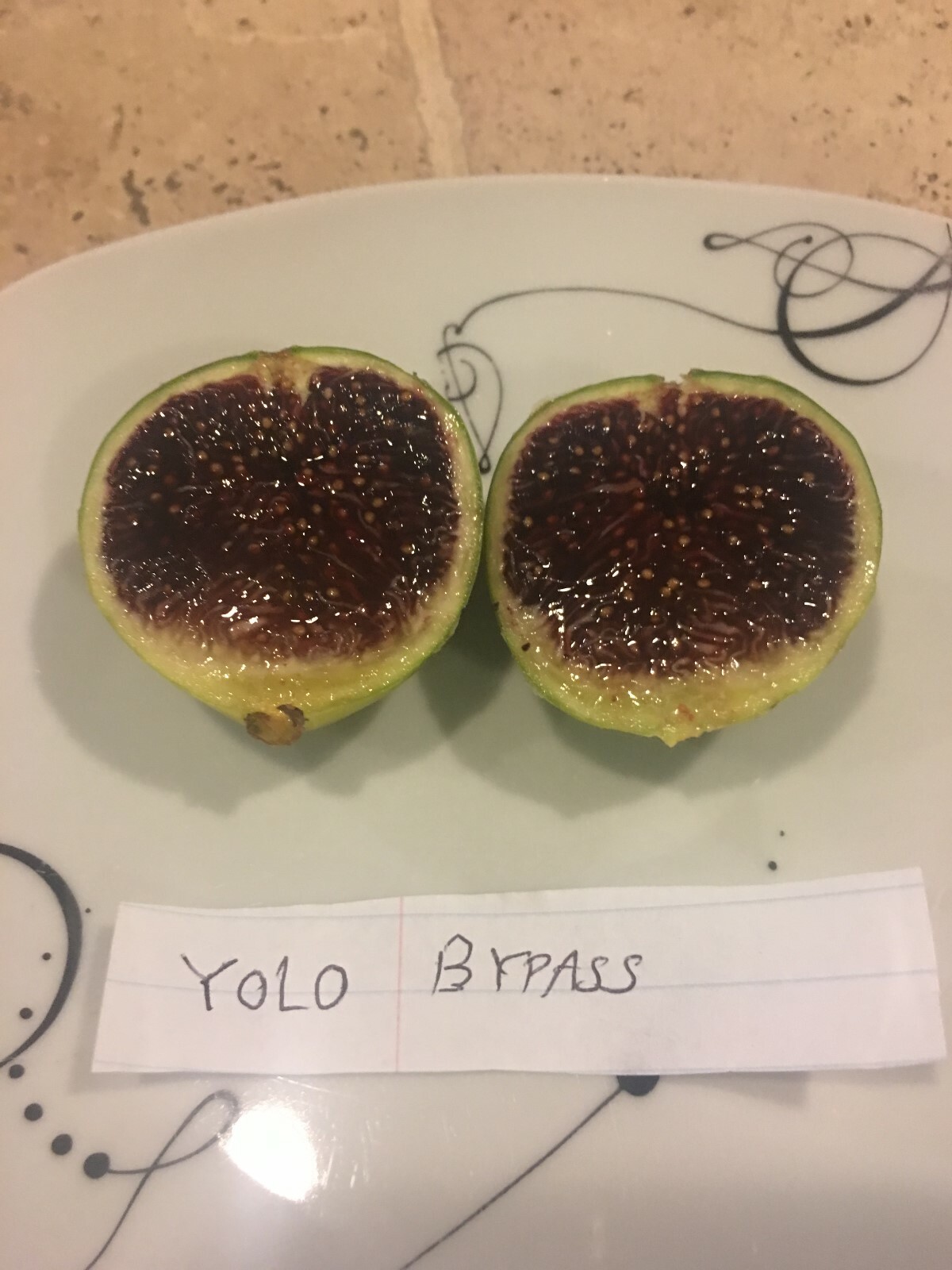 Yolo Bypass Fig (TP-FG-0004) (Two cuttings)