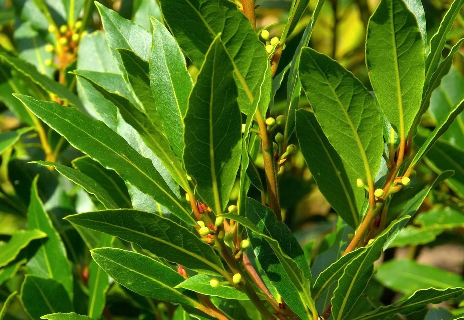 Live Bay Tree