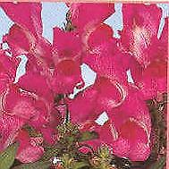 Snapdragon Floral Showers Purple 1,000 seeds