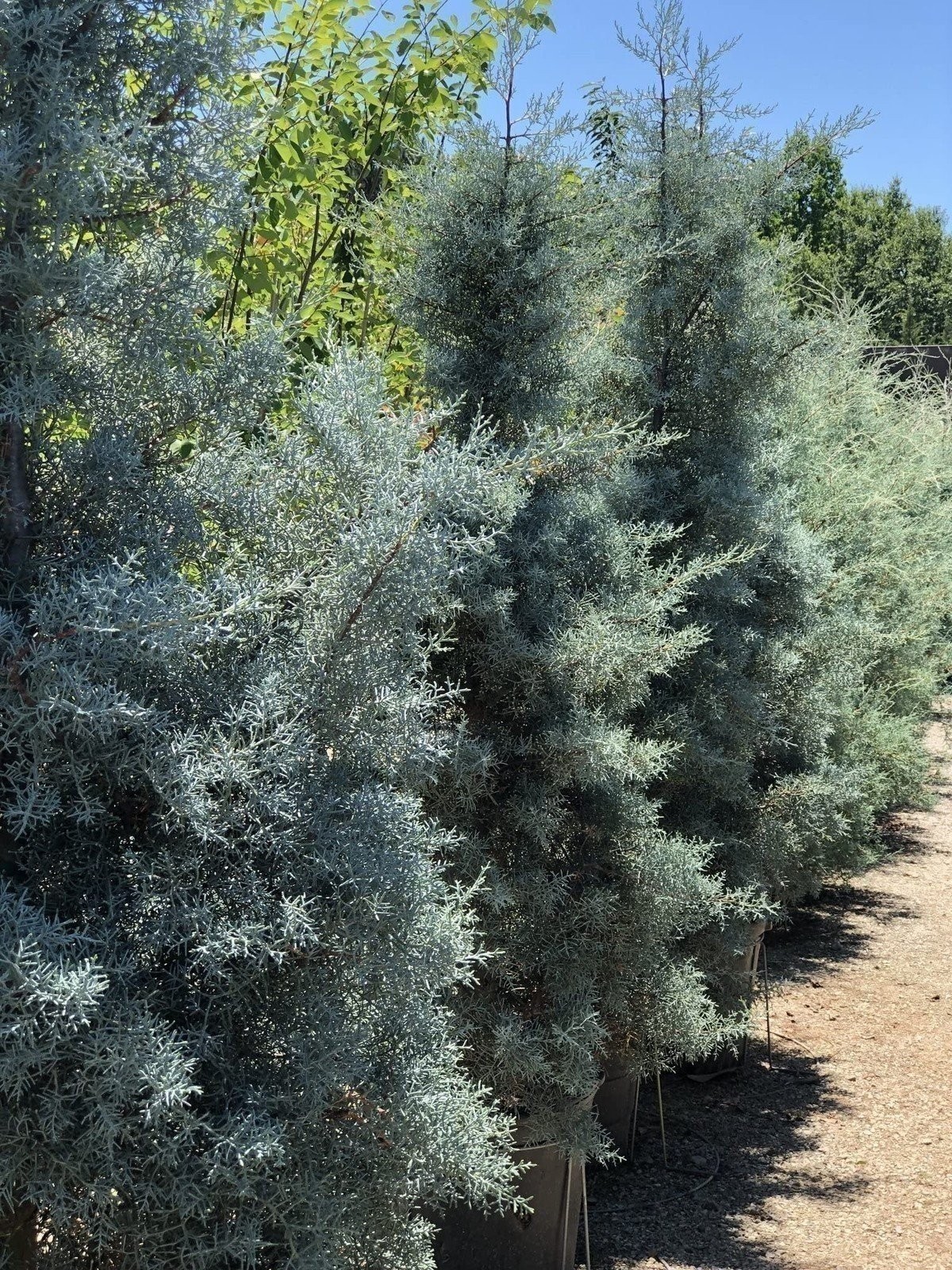 Arizona Blue Ice Cypress | 1 Gallon | Cupressus arizonica | Low Maintenance