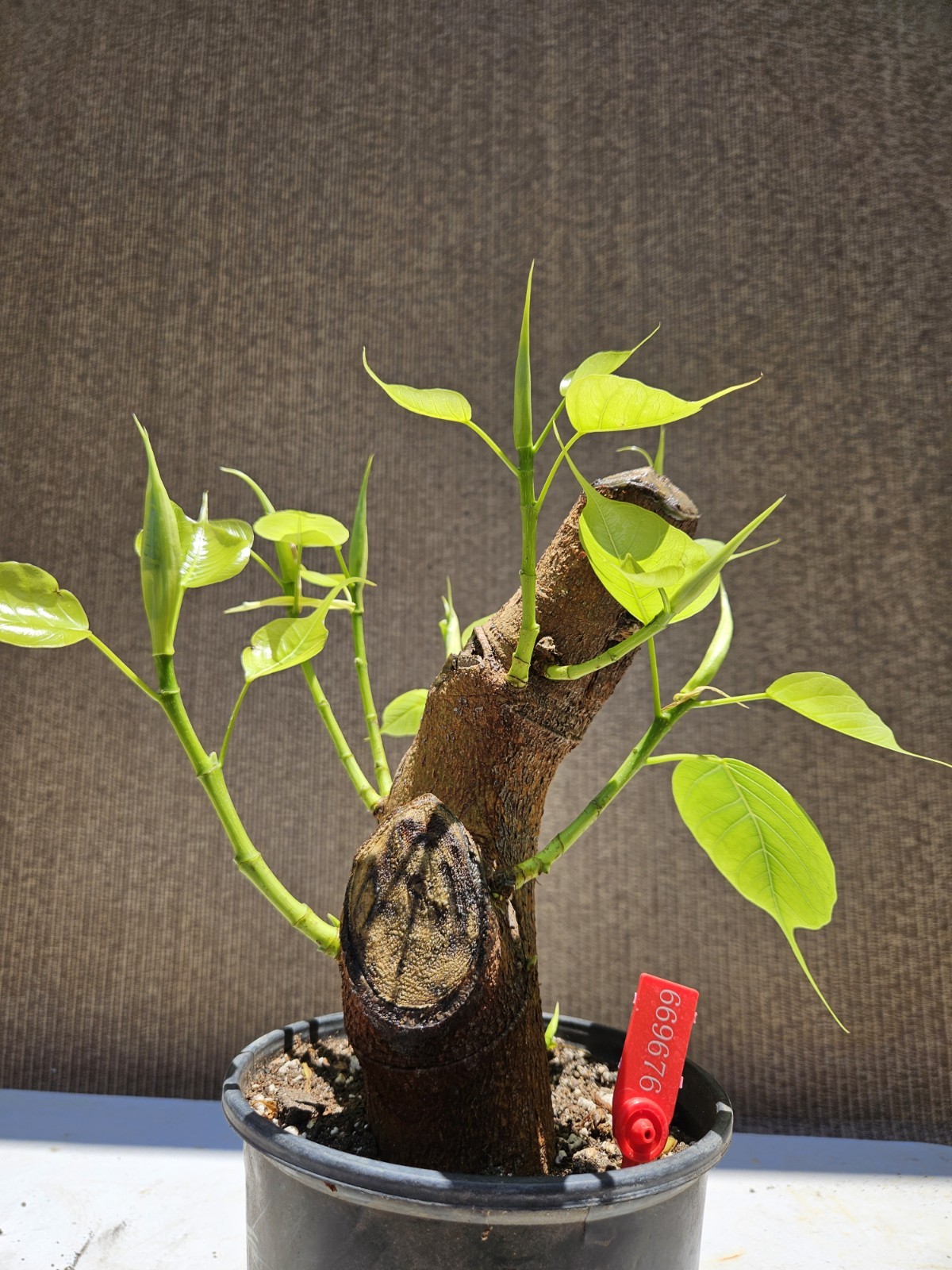 Ficus religiosa ( Sacred fig Cây Bồ Đề) Bonsai Tree,,,, sale