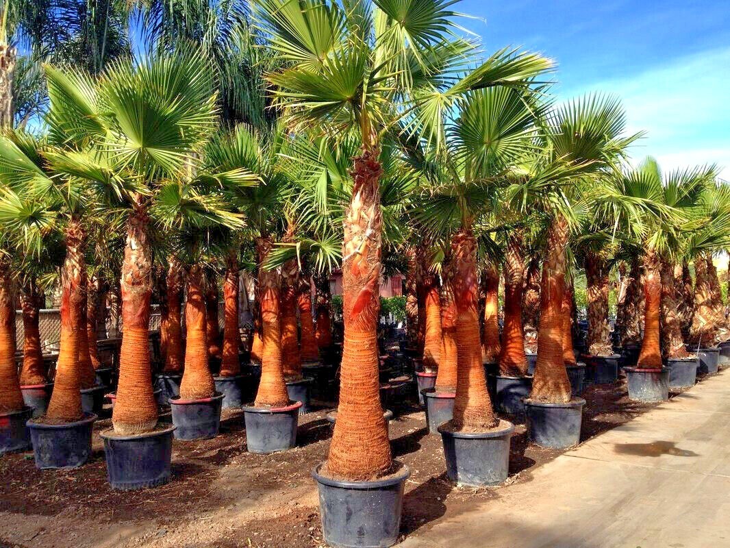 10 Mexican Fan Palm Tree Seeds (Washingtonia robusta) Tropical Cold Hardy Plant