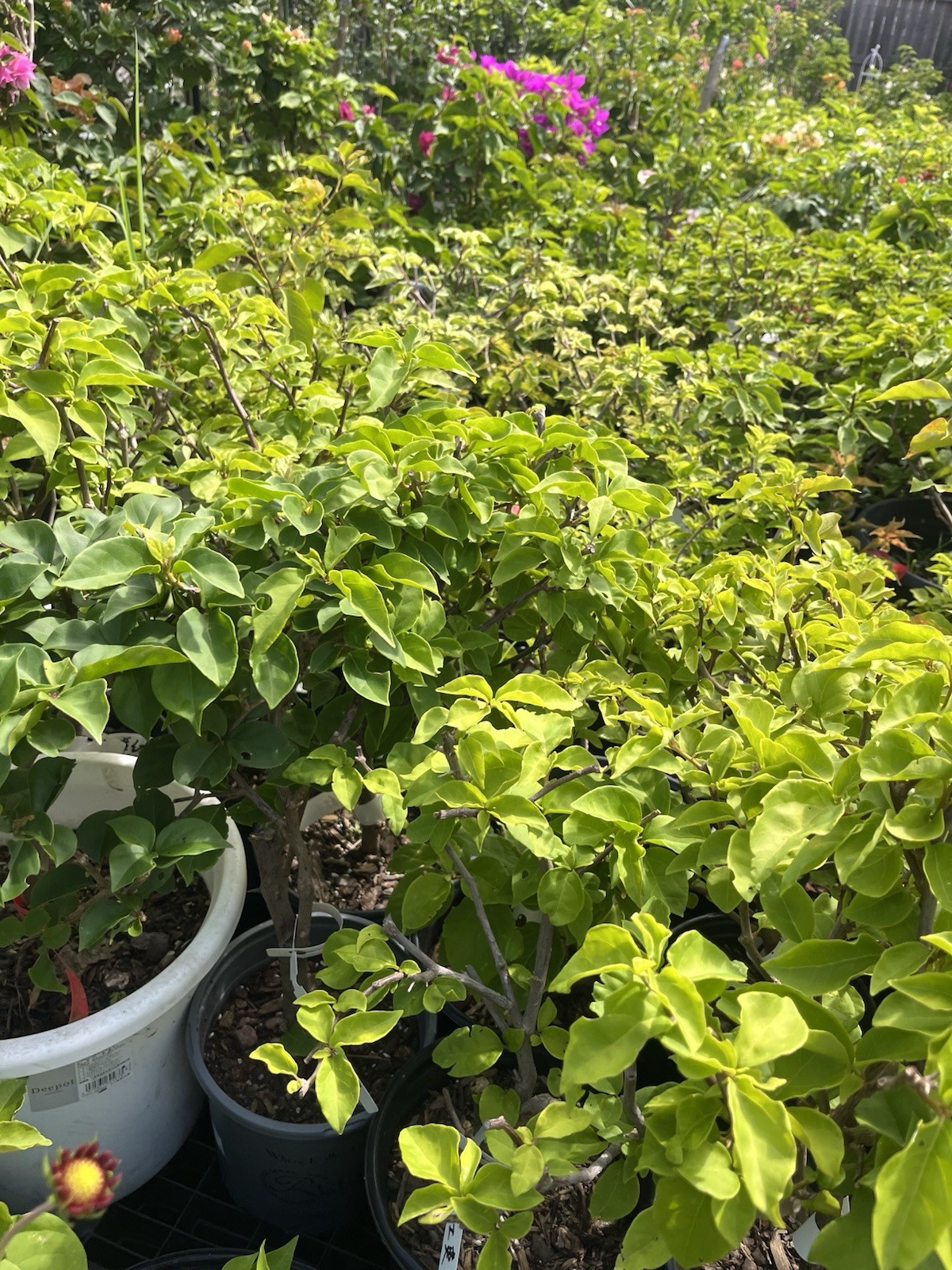 Multi Colors Orange Lipstick 橙口红三角梅Maharani Bougainvillea Bonsai Medium Size