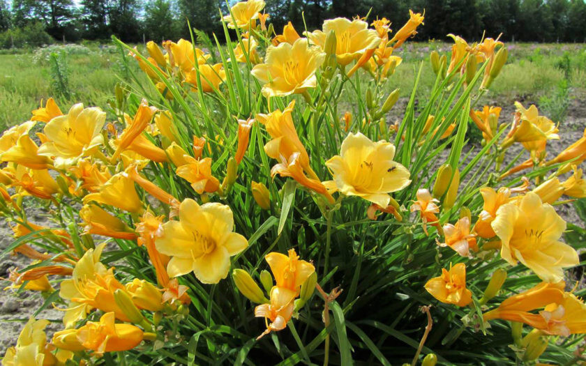 Stella d Oro Daylily Hemerocallis 25 Plants in 3-1/2 inch Pots