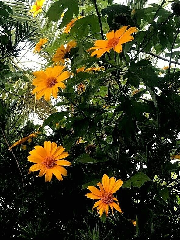 4 Live Rooted Cuttings Yellow Mexican Sunflower Tithonia diversifolia.