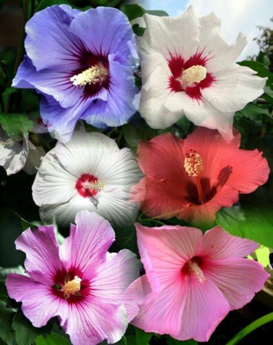 5 ROSE OF SHARON BARE ROOT PLANTS FRESH PICKED AND PACKED THE DAY OF SHIPPING