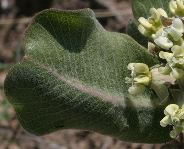 Asclepias arenaria | Western Sand Milkweed | 10 Seeds