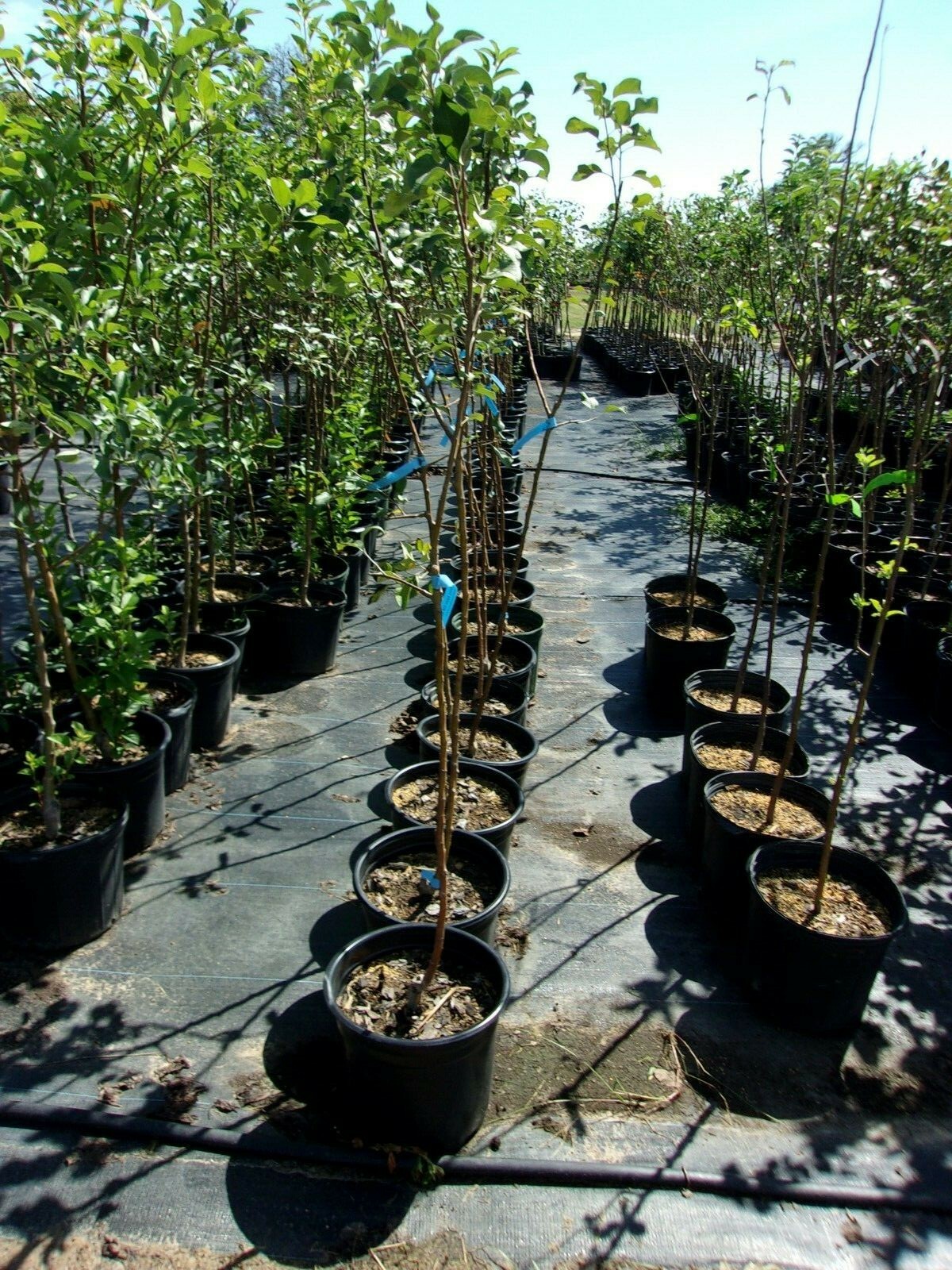 Liberty Apple Fruit Tree 4′-6′ Ft. Live Trees Plants Plant Juicy Apples