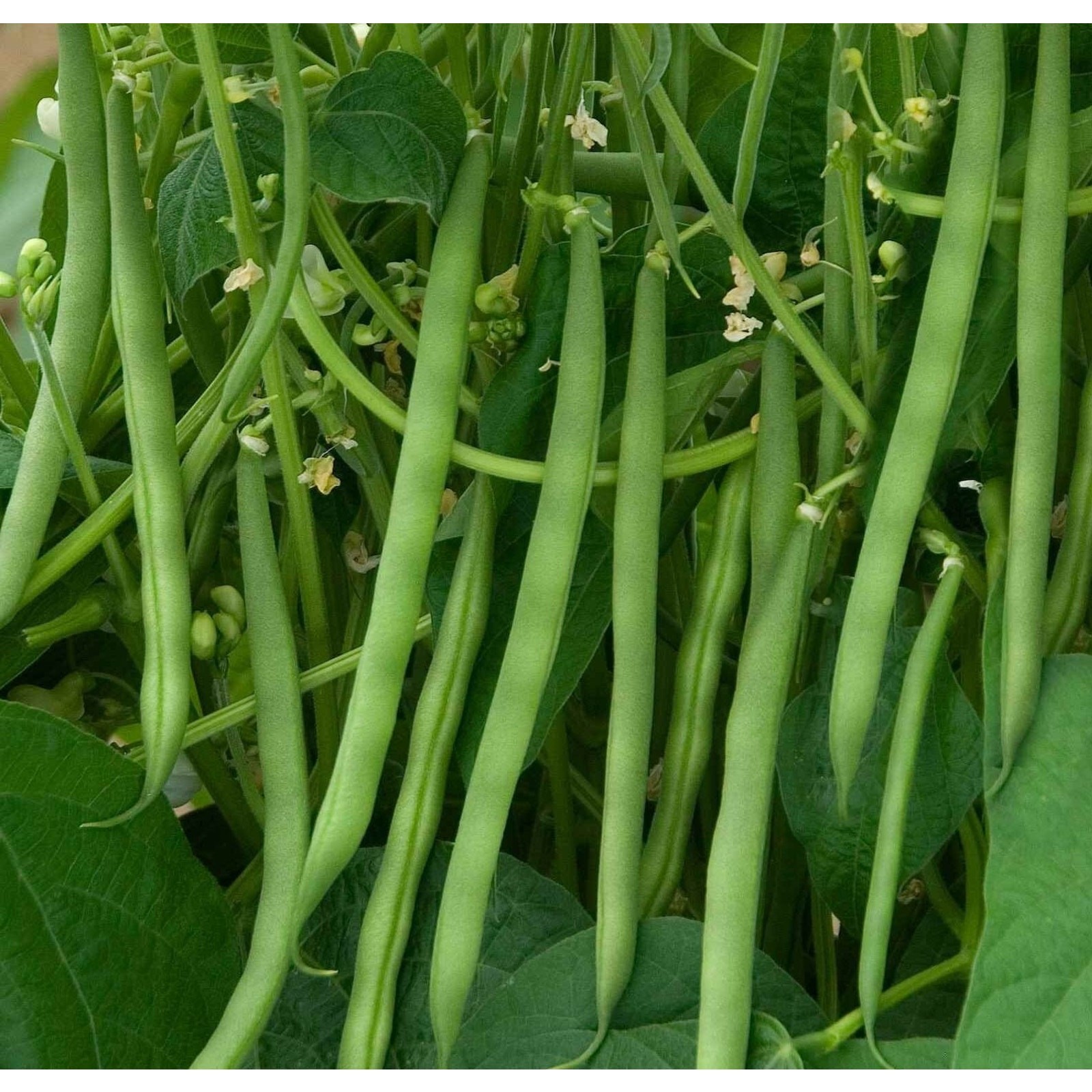 Blue Lake 274 Bush Bean Seed Heirloom Non GMO Open Pollinated Green Bea