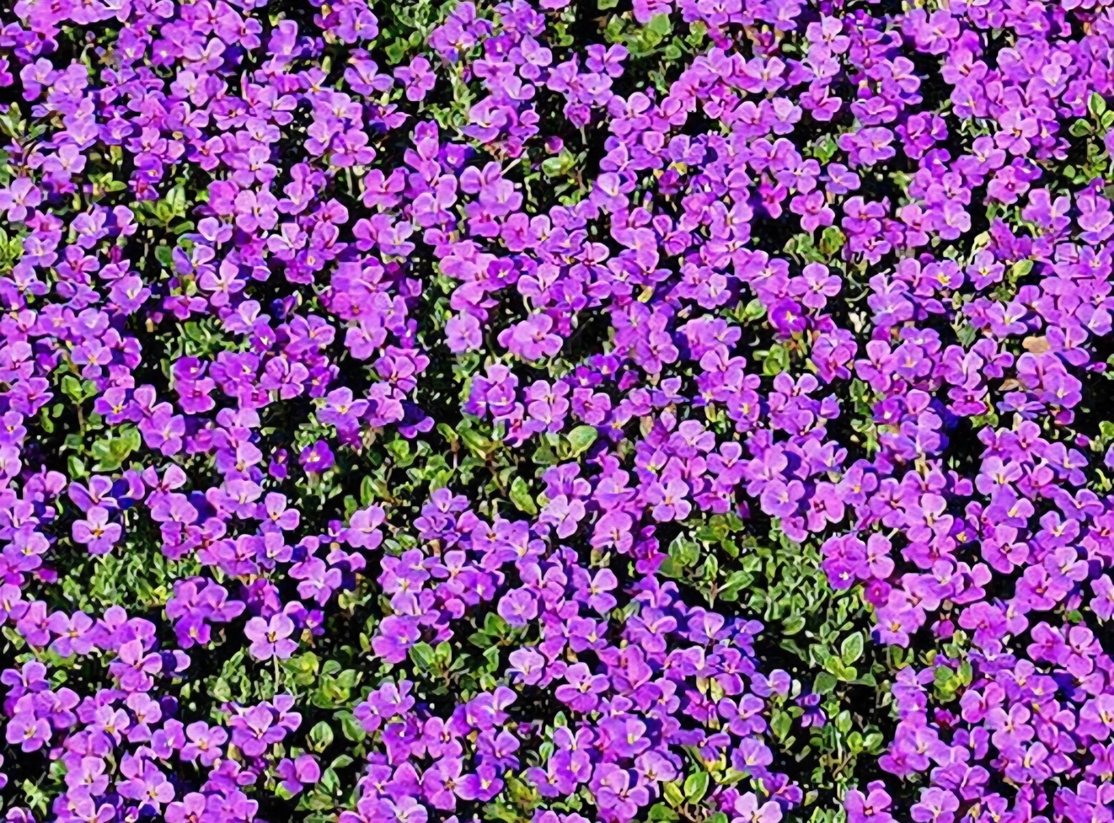 Purple Rock Cress, Aubrieta SEEDS