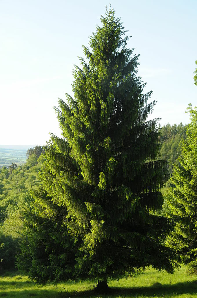 Norway Spruce, Picea abies, Tree Seeds (Evergreen, Fast)