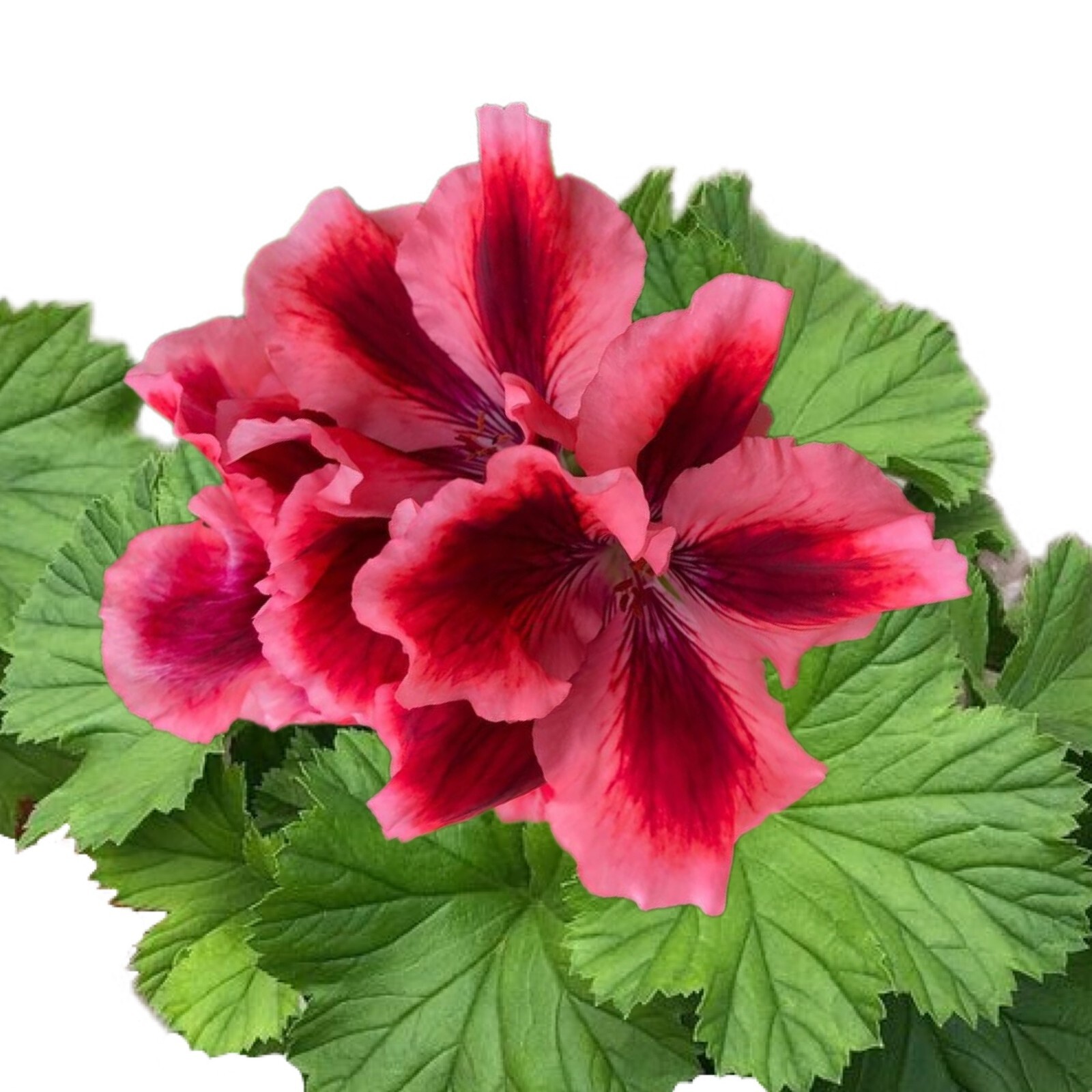 Packet Geranium Seeds – Fragrant – 100 Seeds