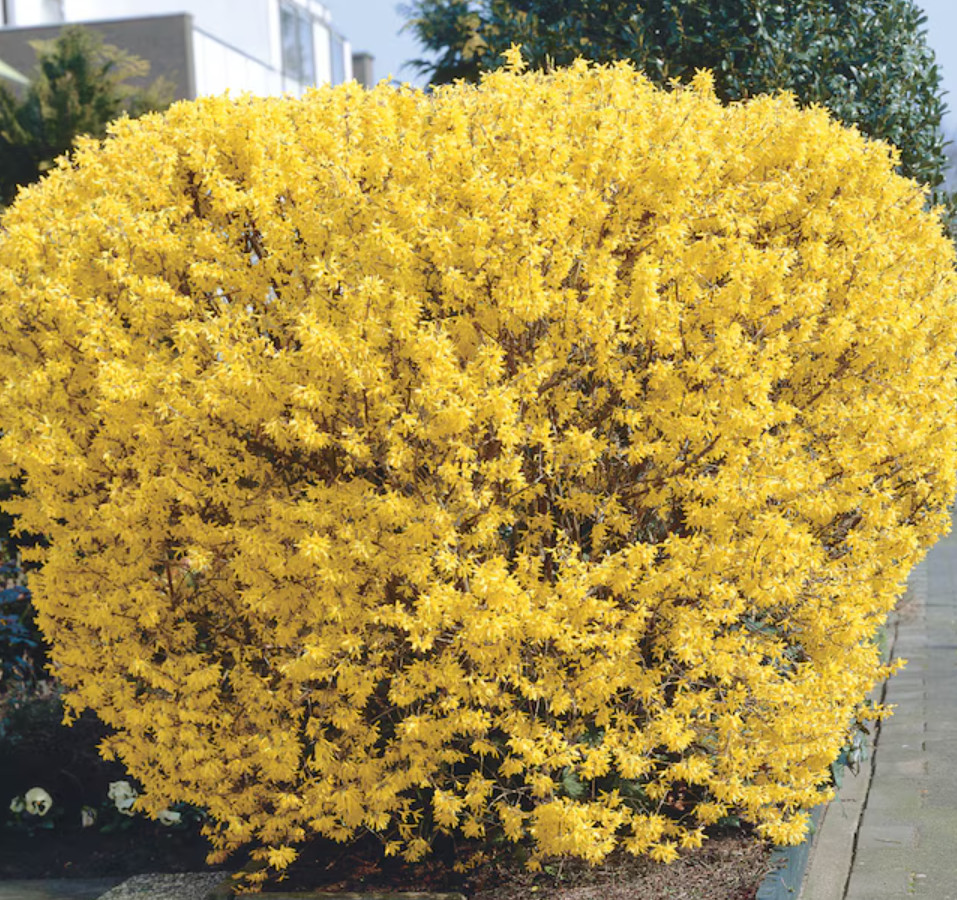 Lynwood Gold Forsythia Plant – 2.5″ Pot – AK: Bareroot Oct–May –No Ship PR, HI