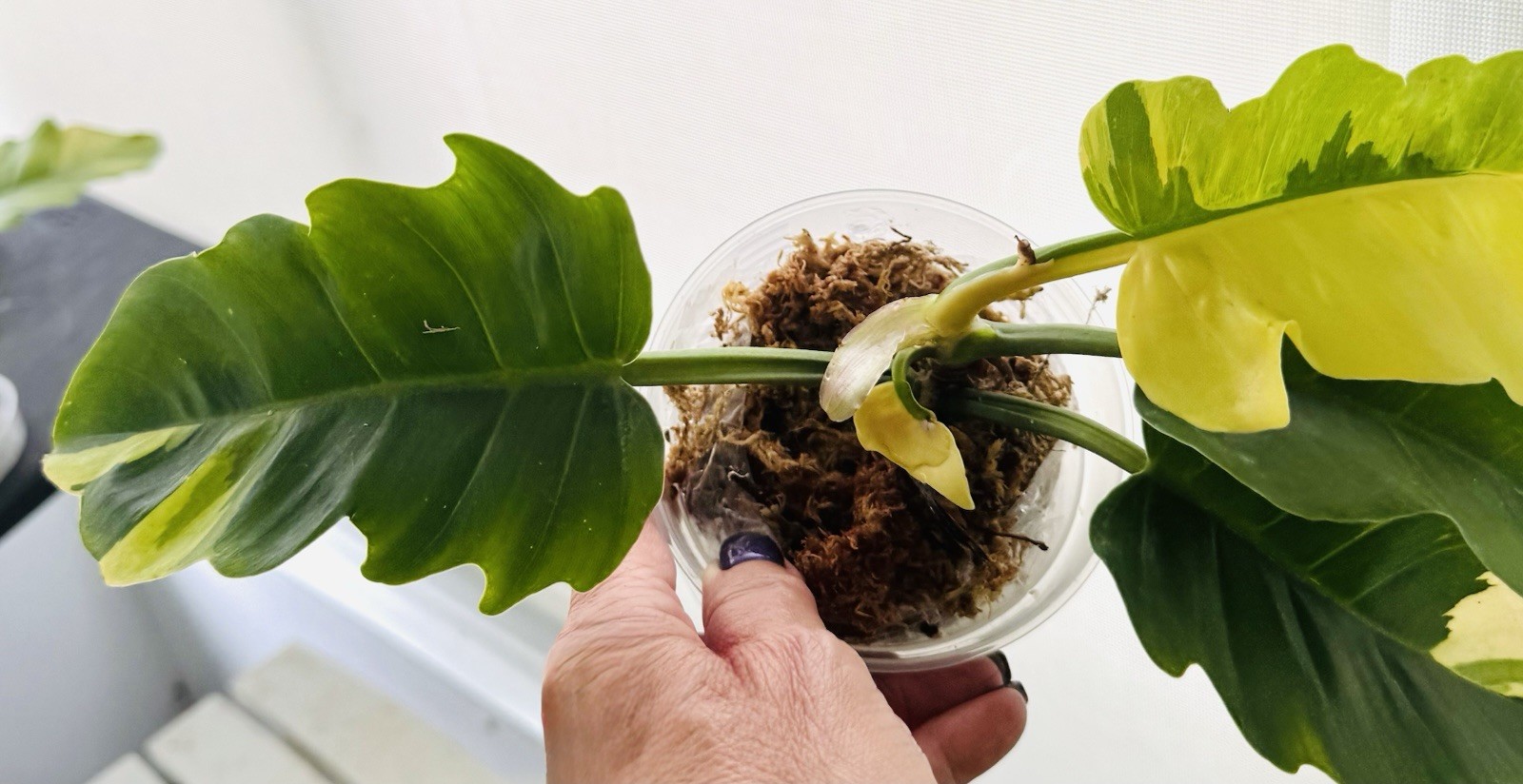 RARE Variegated Philodendron Golden Saw 5” — Hurry, only one available