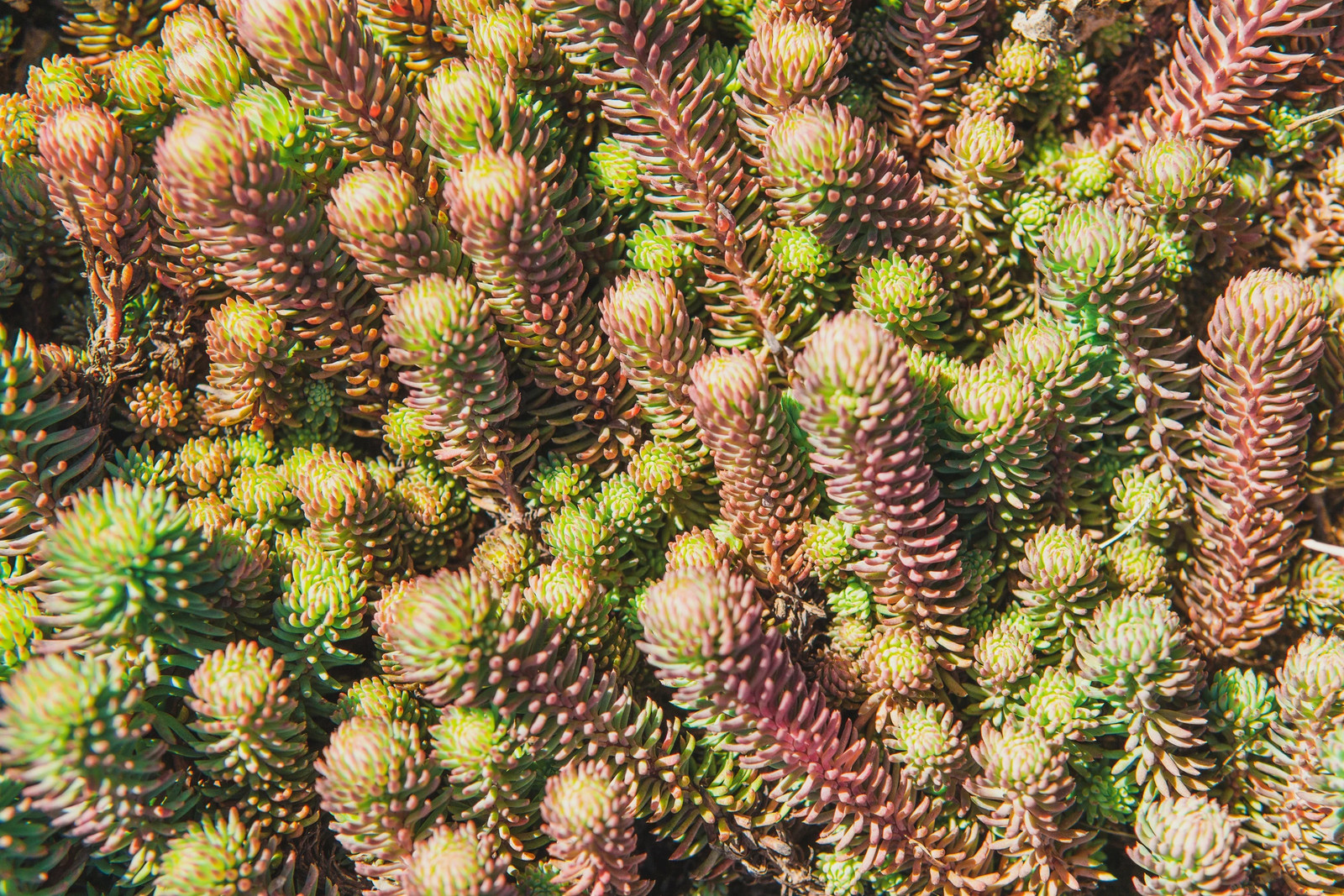150 MIXED SEDUM Stonecrop Succulent Groundcover Red Pink Purple + Flower Seeds