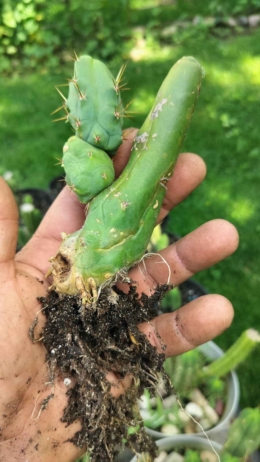 Sacred Cactus – Bridgesii TBM -Short Type- Fully Rooted ( Exact Cactus)
