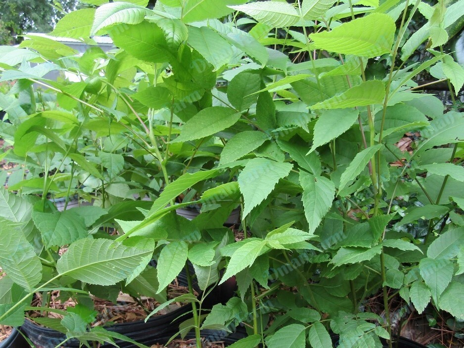 TWO (2) Black Walnut Trees, Juglans Nigra, Live Plant Bareroot Seedling 18″- 24″