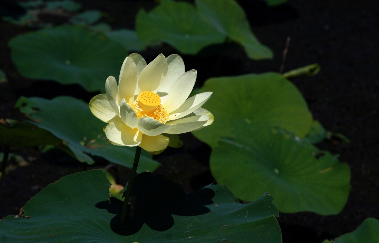 10 Yellow American Lotus Seeds Nelumbo Lutea Cold Hardy Zones 4-11